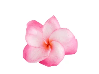 Deurstickers Isolated plumeria flower on the white background. © CHAIYAPHON