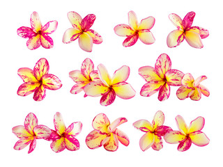 Isolated plumeria flower on the white background.