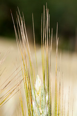 spikelets of wheat