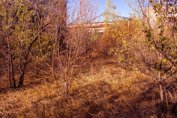 Obraz premium autumn colorful plant leaves red yellow green for design