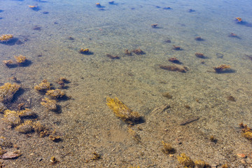 View of the sea bottom of Penobscot Bay in Belfast Maine at low tide with rocks and seaweed.