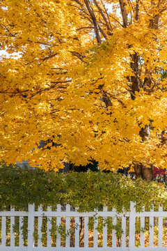 Bright Yellow Fall Tree Leaves Background In Yard With White Picket Fence.