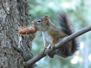 squirrel on tree eating pine cone