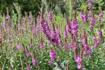 Fototapeta premium Several purple loosestrife flowers blooming in the summer along the coast of Maine.