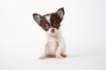 Chihuahua puppy sitting on white studio background