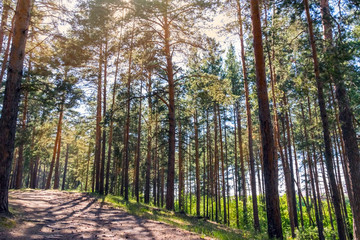 Sunny pathway in the forest on a summer day with pine trees shadows