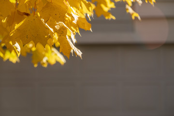 Fall tree leaves in front of home with sun flare. Selective focus bokeh background.