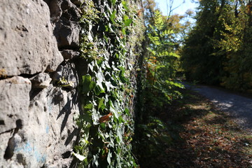 efeu auf einer Sandstein Mauer