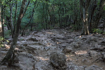 dark forest on the mountain among the stones