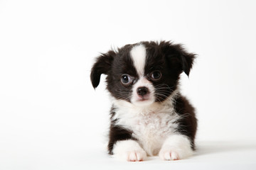 Naklejka na ściany i meble Chihuahua puppy laying on white studio background