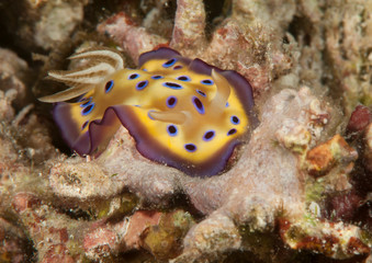 Kune's chromodoris ( Chromodoris kuniei ) nudibranch crawling on coral reef of Bali, Indonesia