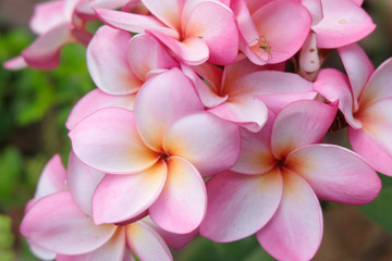 Fototapeta na wymiar pink plumeria flowers