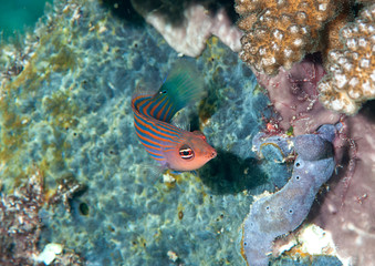 Fototapeta na wymiar Six stripe wrasse ( pseudocheilinus hexataenia ) swimming over coral reef of Bali, Indonesia
