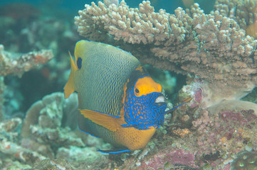 Blueface or yellowface angelfish ( Pomacanthus xanthometopon ) swimming over corals of Bali, Indonesia
