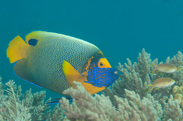Fototapeta na wymiar Blueface or yellowface angelfish ( Pomacanthus xanthometopon ) swimming over corals of Bali, Indonesia