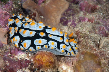Varicose phyllidia ( Phyllidia varicosa ) nudibranch crawling across the seafloor of Bali, Indonesia