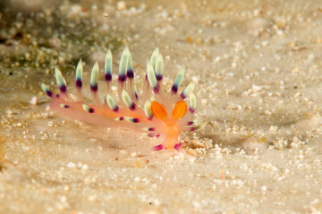Macro of a much desired or desirable flabellina ( Flabellina exoptata ) crawling on coral reef of Bali, Indonesia