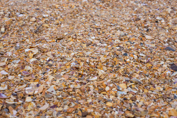 sand and seashell background