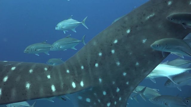 Tail of Whale shark (Rhincodon typus) and plastic bag