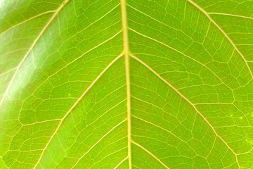 Fototapeta premium soft focus, green leaf background