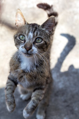 gray cat stands on its hind legs and asks for food