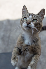 Obraz premium gray cat stands on its hind legs and asks for food