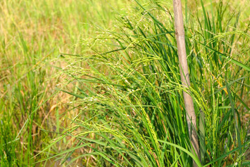 Close up of rice fields
