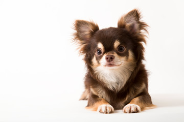 Chihuahua dog laying on white studio background - obrazy, fototapety, plakaty