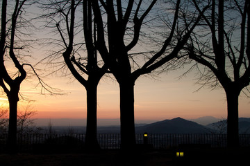 sunset in the park looking through tree silhouette in grey tone