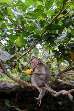 Adorable little baby monkey puzzled how to open a banana