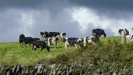 Typical for Ireland - cows grassing on the wide green fields