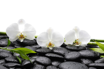 Fototapeta na wymiar spa concept –three white orchid and bamboo grove , wet stones