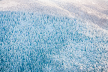 Forest in the mountains in winter.