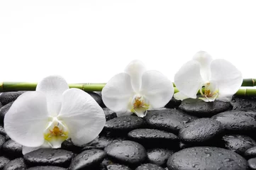 Tuinposter spa-concept - drie orchideeën en bamboebos, natte stenen © Mee Ting