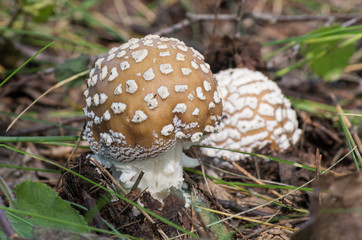 Fungus Amanita.