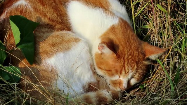 Cute cat rest 