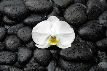 Fototapeta na wymiar Wet black pebbles and white orchid