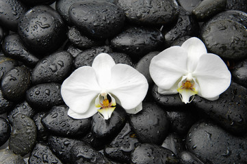 black stones and white orchid-wet background