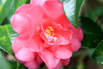 Camellia