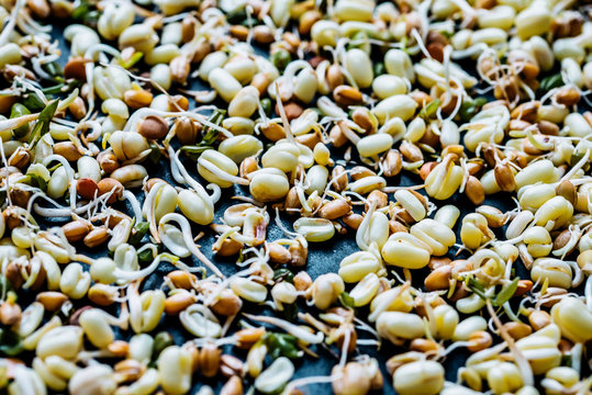 Micro green sprouts