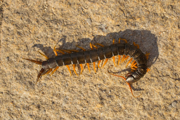Mediterranean banded centipede. Scolopendra cingulata.