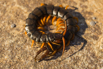 Mediterranean banded centipede. Scolopendra cingulata.