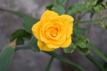 Rosas Amarillas y Rojas de mi Perú
