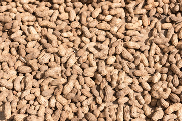 Peanuts seed.Groundnut seeds dried by sunlight