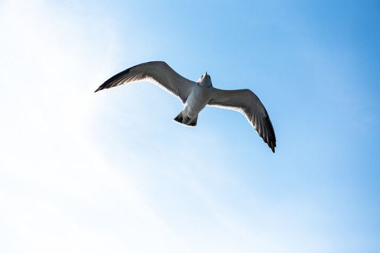 Seagulls are flying with blue sky in Korea.