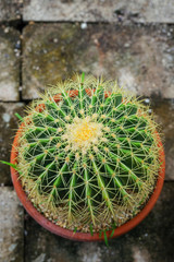 Golden Barrel Cactus, Echinocactus Grusonii Plant in the pots.
