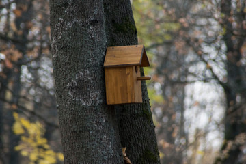 birdhouse on a tree for birds with their hands