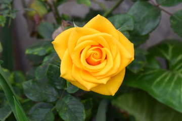 Rosas Amarillas y Rojas de mi Perú