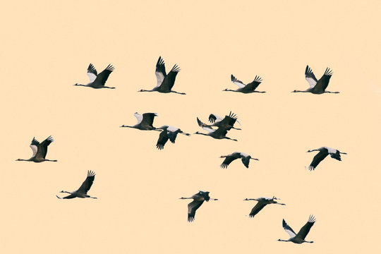 Fifteen Common Cranes Flying on Peach Background