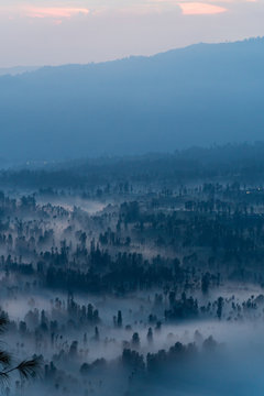 Foggy trees before sunrise